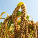 New rice, Qinzhou yellow millet, five-pound cloth bag, Shanxi small yellow rice, grains, and multigrains, household packing yellow millet - Image 2