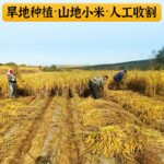 Inner Mongolia Chifeng Ao Han millet 5 pounds stand-up bag a type of millet golden seedling K1 yellow millet this autumn fragrance - Image 2